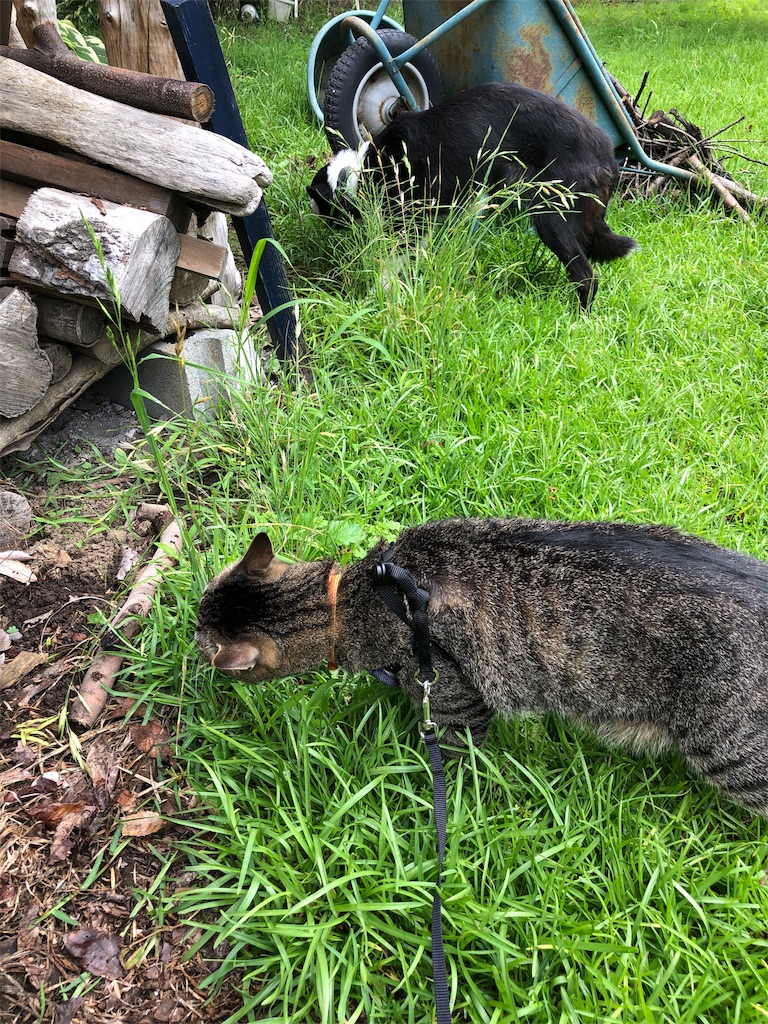 f:id:pippirail:20190628093520j:image