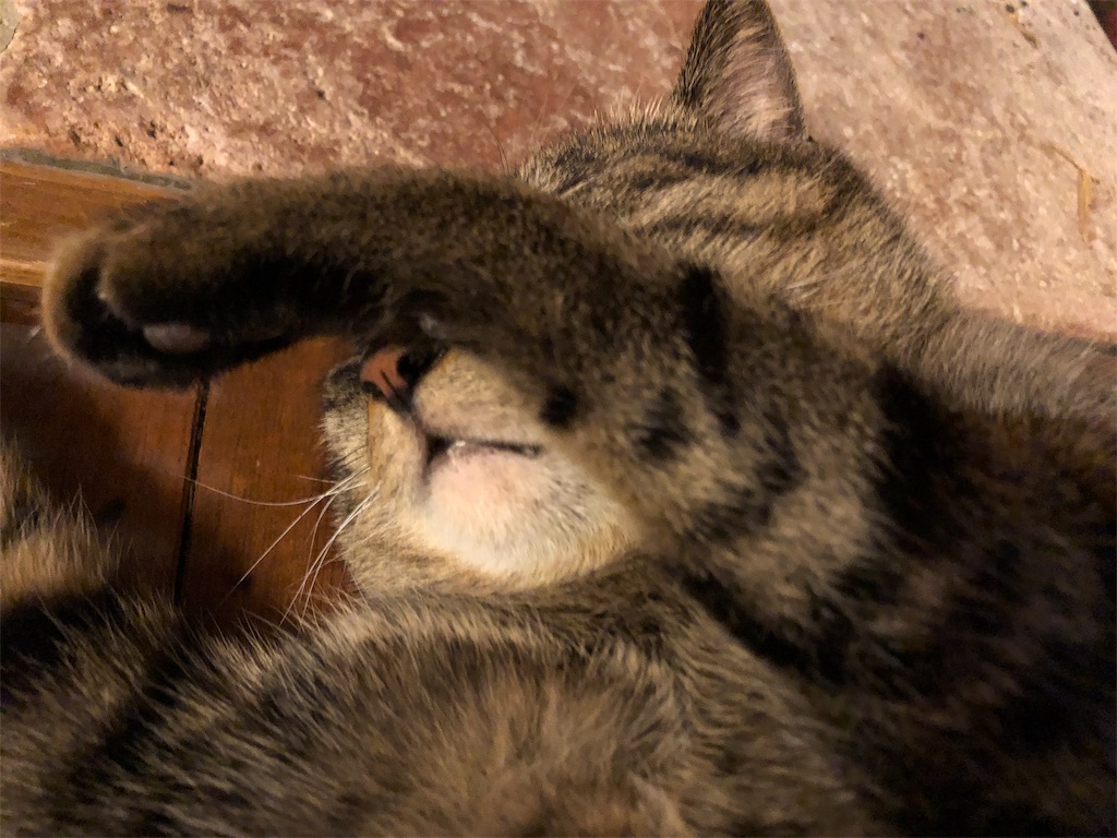 f:id:pippirail:20200203104128j:image