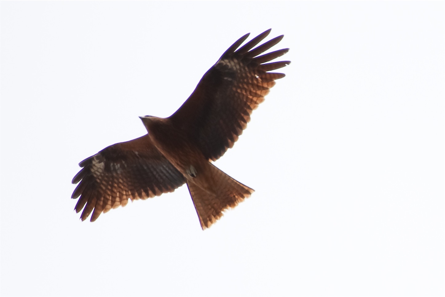 f:id:piraojisan:20210401220534j:image