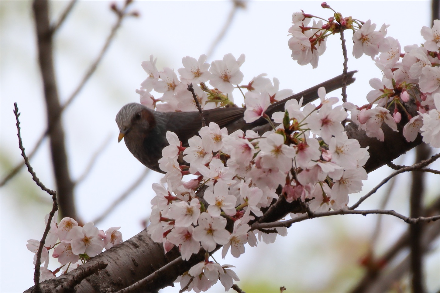 f:id:piraojisan:20210402192405j:image