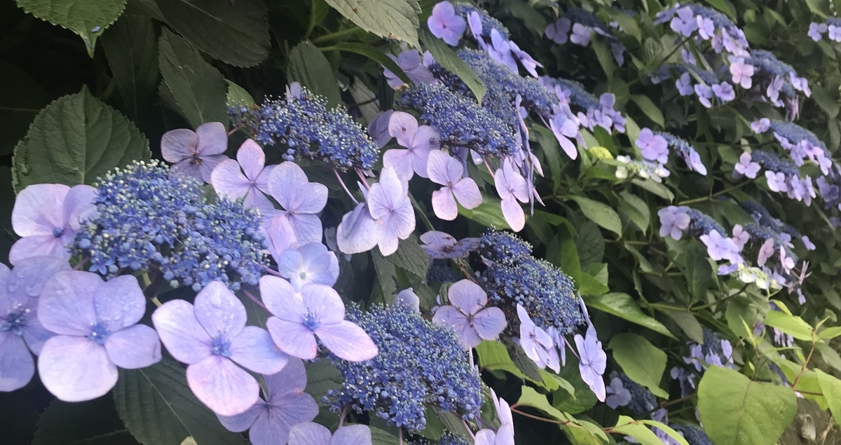 f:id:pirapa:20190723095838j:plain f:id:pirapa:20190723095838j:plain