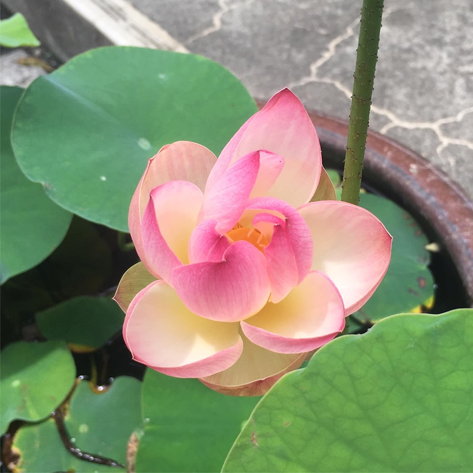 f:id:pirica:20190626184546j:plain f:id:pirica:20190626184546j:plain