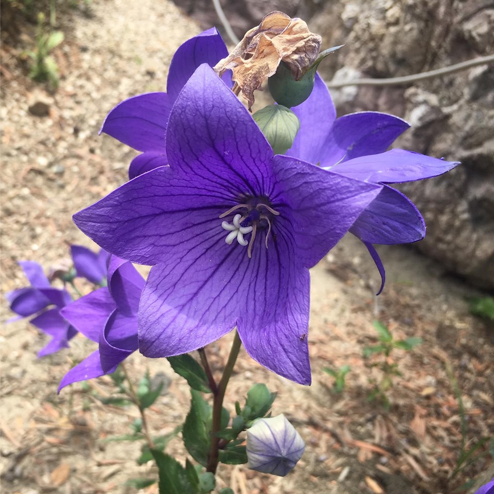 f:id:pirica:20190626184548j:plain f:id:pirica:20190626184548j:plain