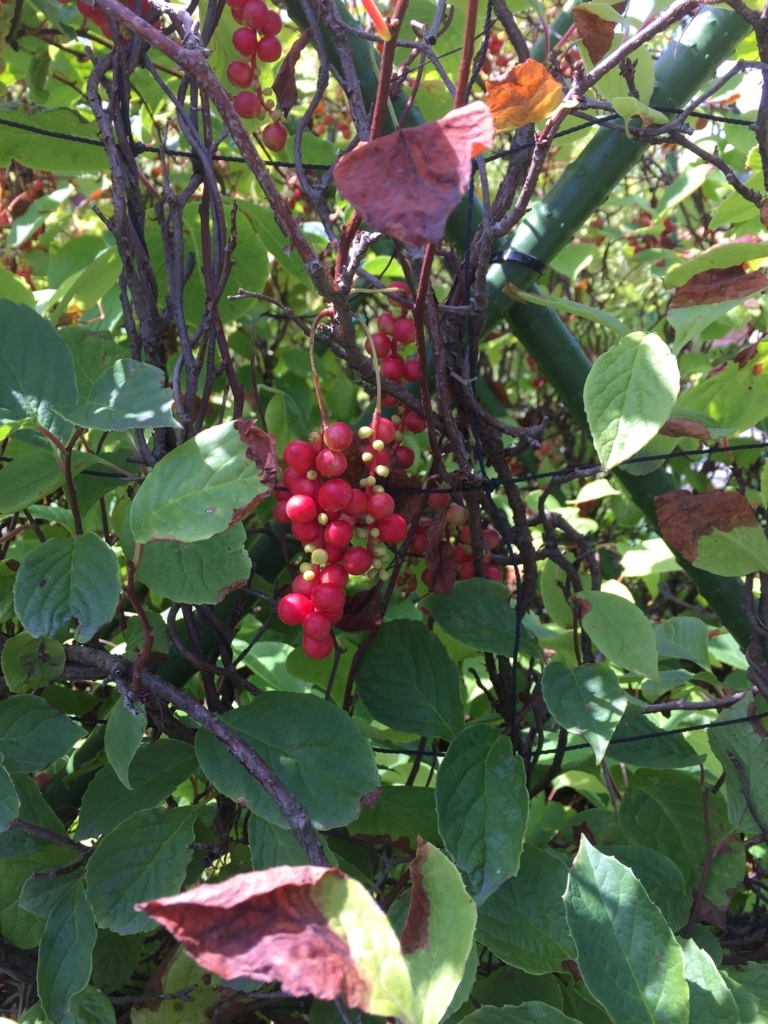 f:id:pirkamer:20170830233927j:plain f:id:pirkamer:20170830233927j:plain