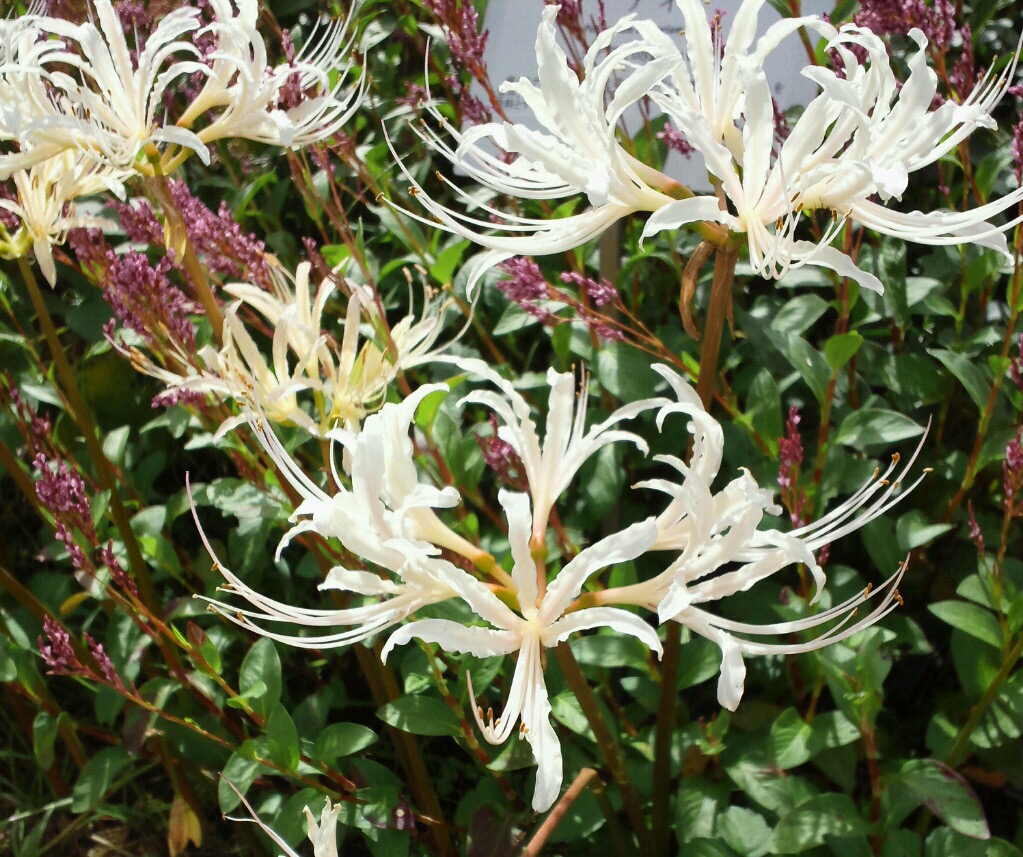f:id:pirkamer:20190920125355j:plain f:id:pirkamer:20190920125355j:plain
