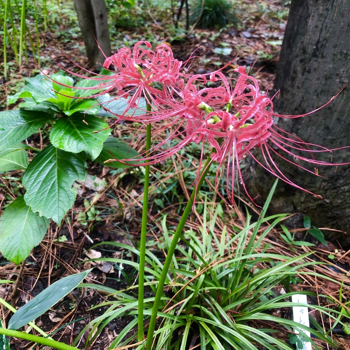 f:id:pirkamer:20190920125614j:plain f:id:pirkamer:20190920125614j:plain