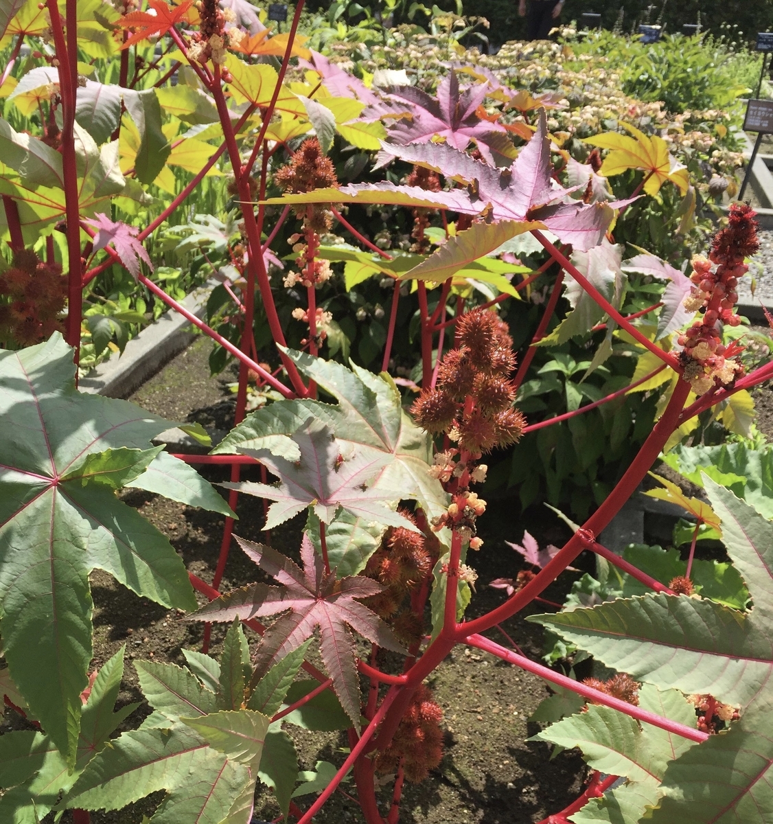 f:id:pirkamer:20190920125726j:plain f:id:pirkamer:20190920125726j:plain