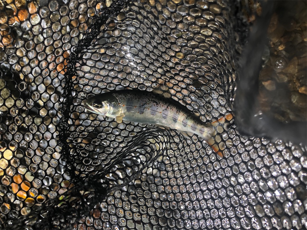 f:id:pirokitan:20240730084445j:image