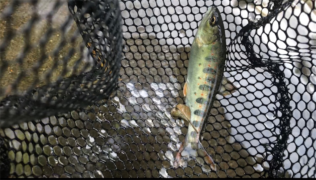 f:id:pirokitan:20240730084947j:image