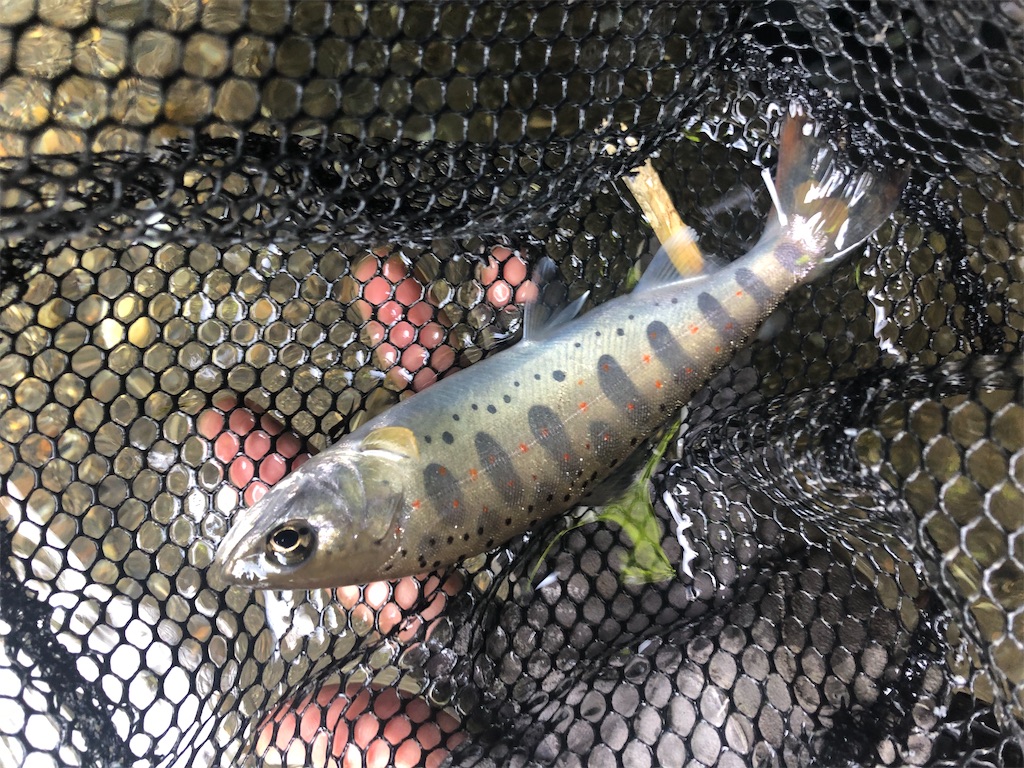 f:id:pirokitan:20240730085217j:image