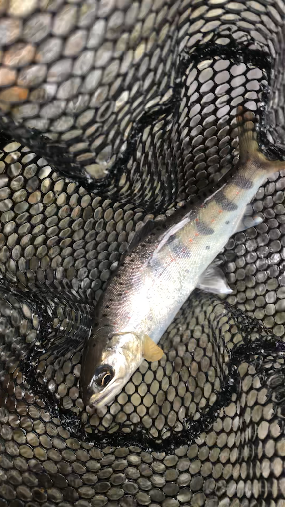 f:id:pirokitan:20240730085432p:image