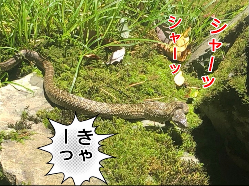 f:id:pirokitan:20240730171603j:image