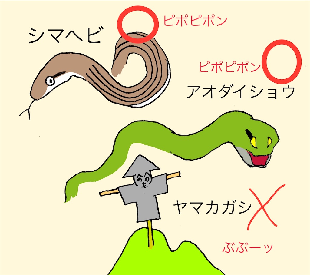 f:id:pirokitan:20240803085744j:image