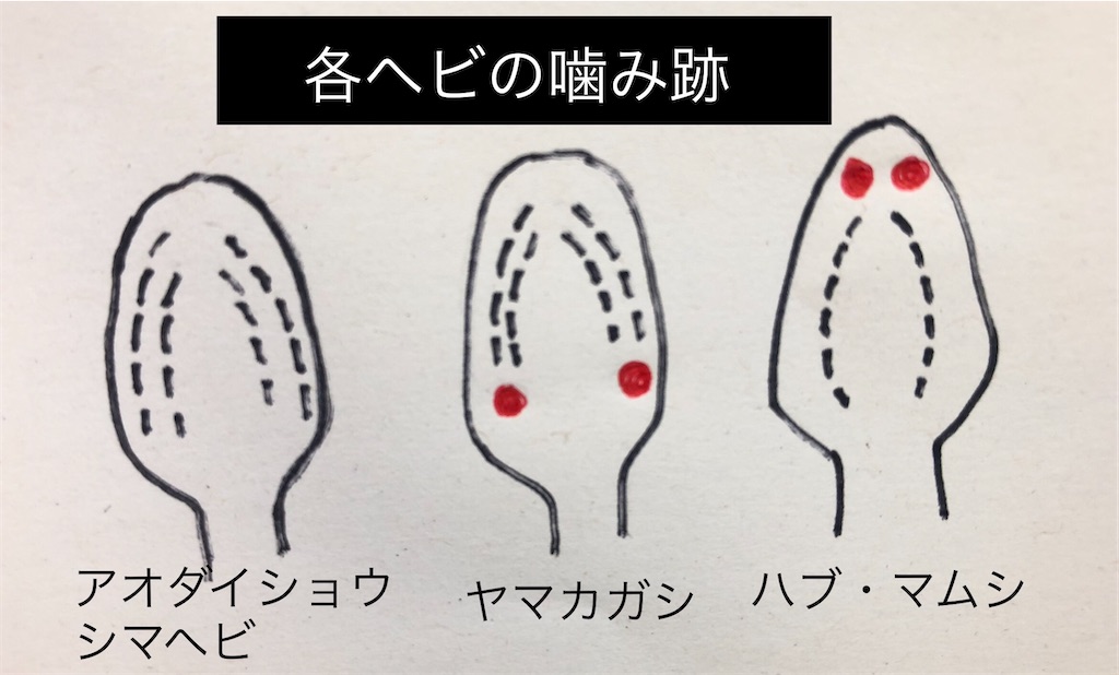 f:id:pirokitan:20240805101521j:image