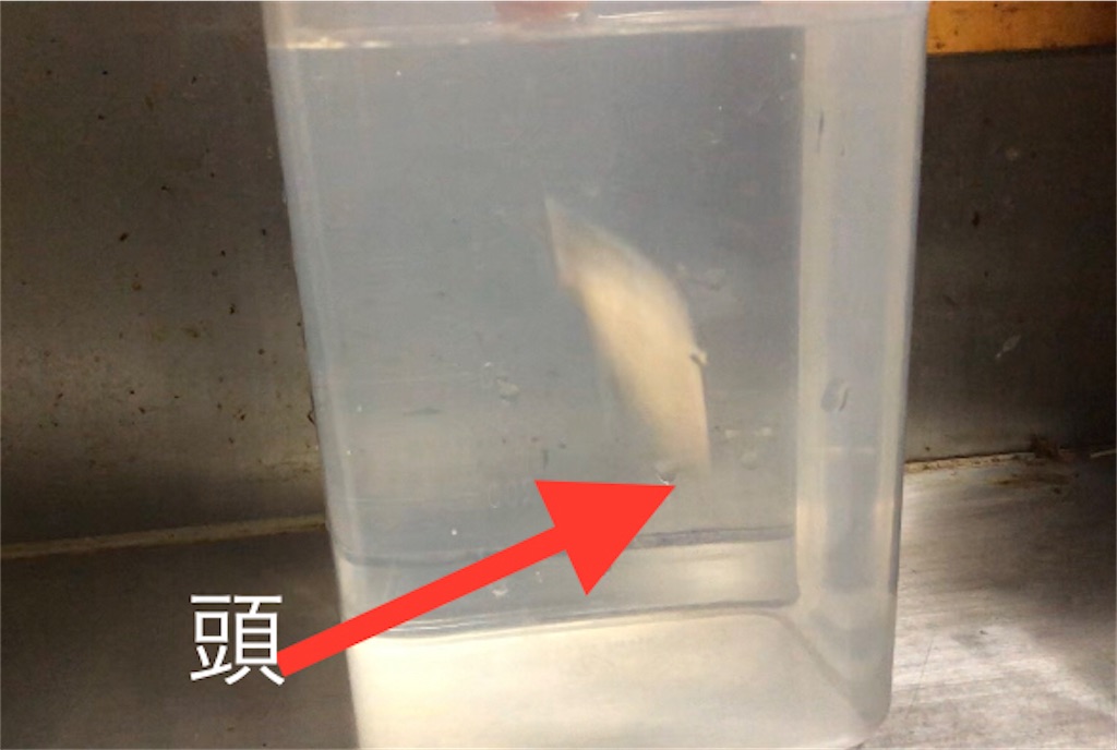 f:id:pirokitan:20240904070117j:image