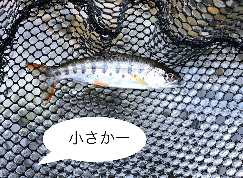 f:id:pirokitan:20240908172134j:image