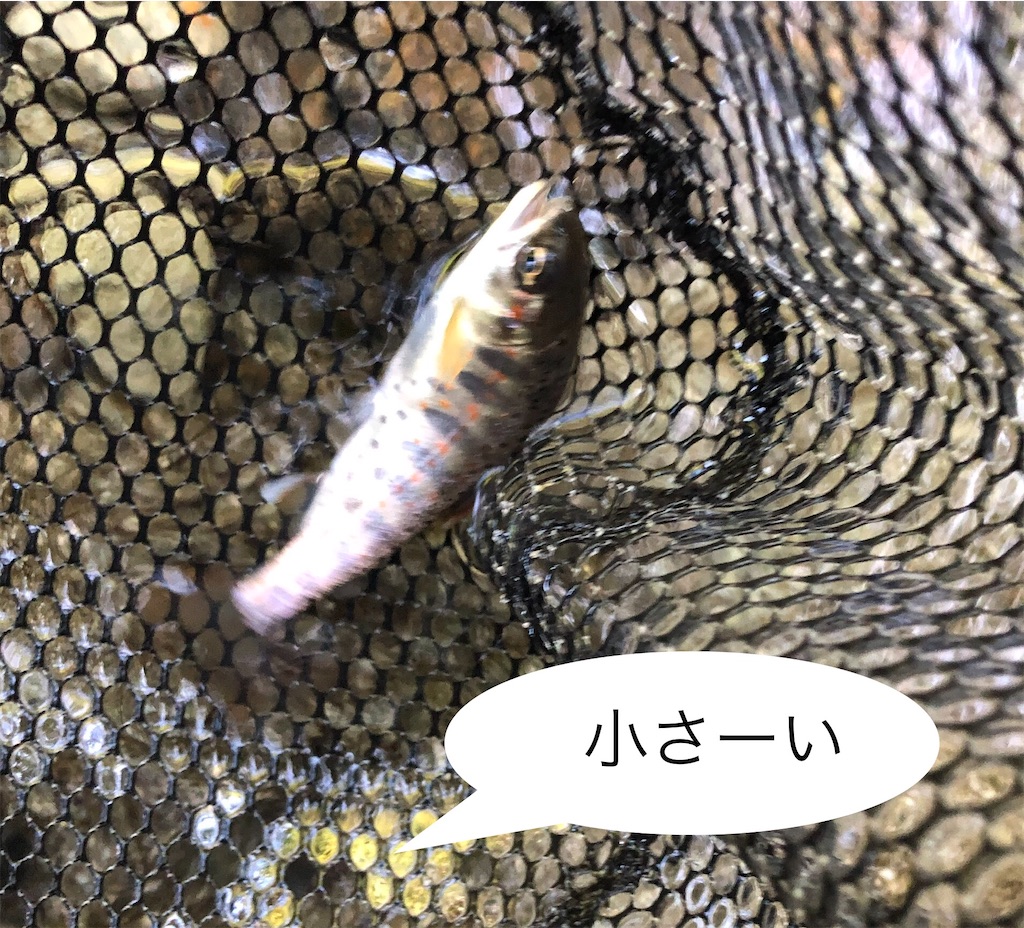 f:id:pirokitan:20240908172249j:image
