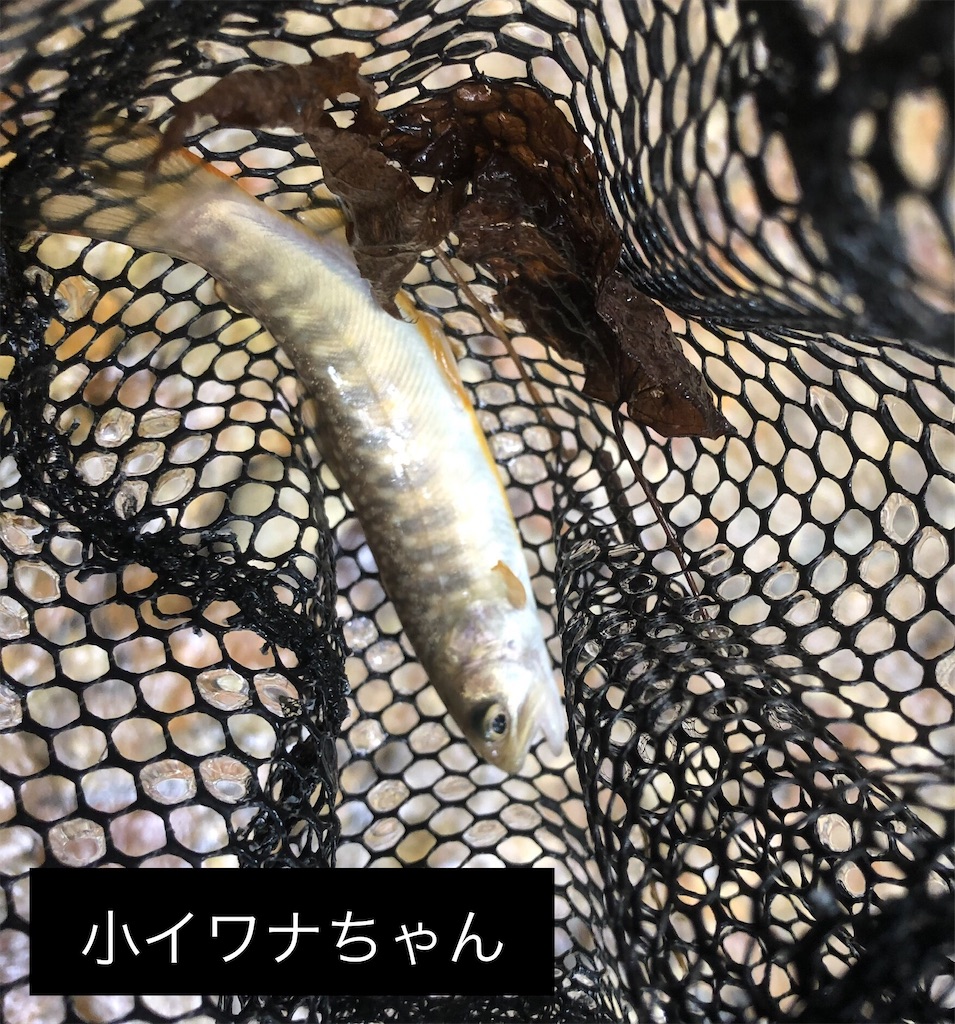 f:id:pirokitan:20240916121318j:image