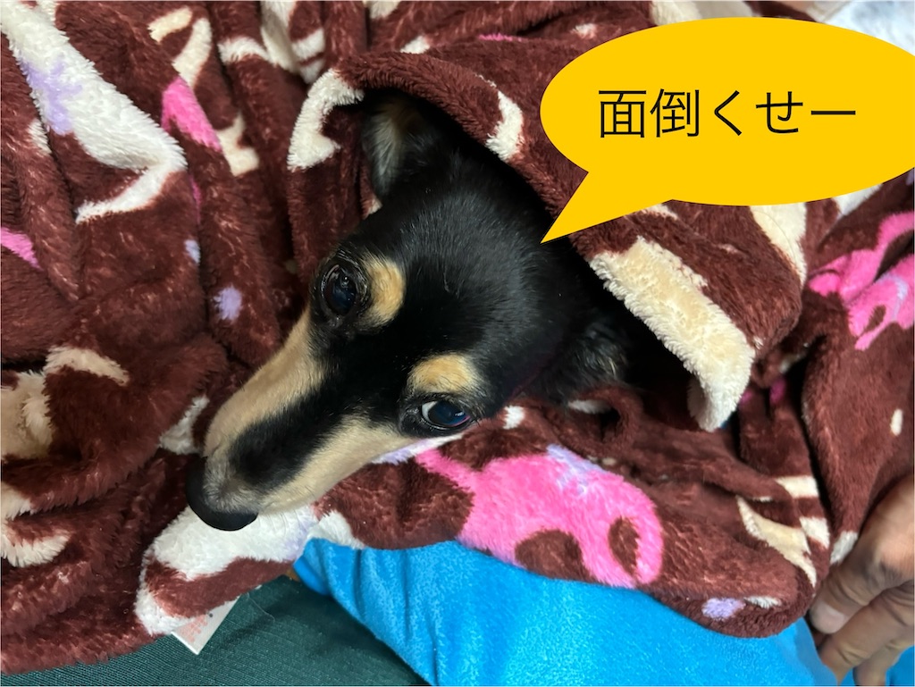 f:id:pirokitan:20241102121059j:image