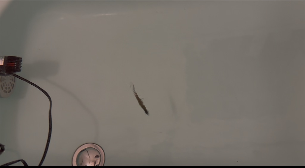 f:id:pirokitan:20241212231418j:image