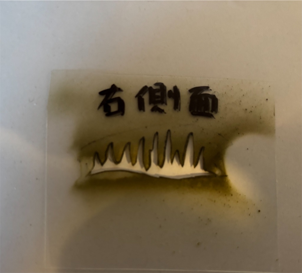 f:id:pirokitan:20241219123636j:image