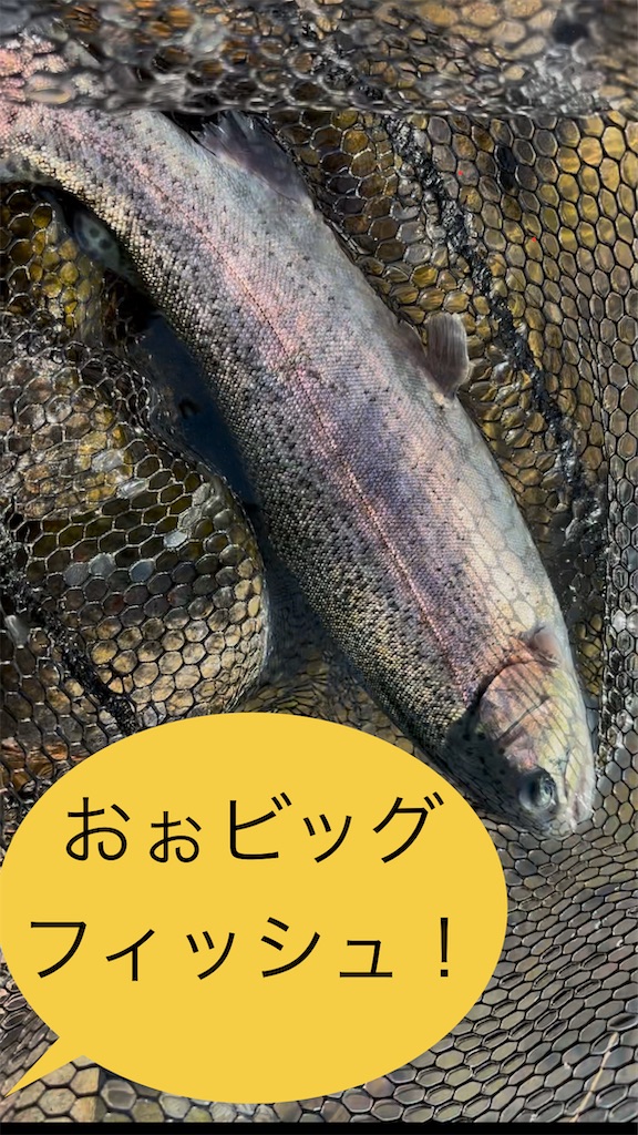 f:id:pirokitan:20250105184017j:image