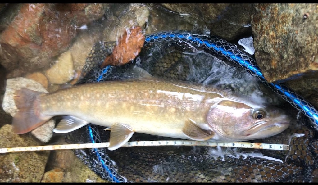 f:id:pirokitan:20250130071112j:image