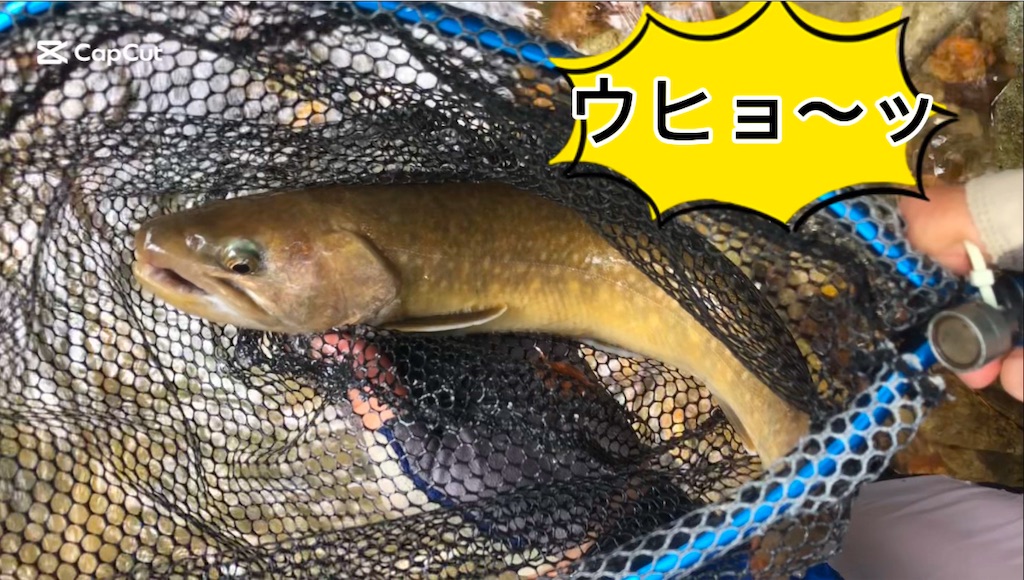 f:id:pirokitan:20250131064837j:image