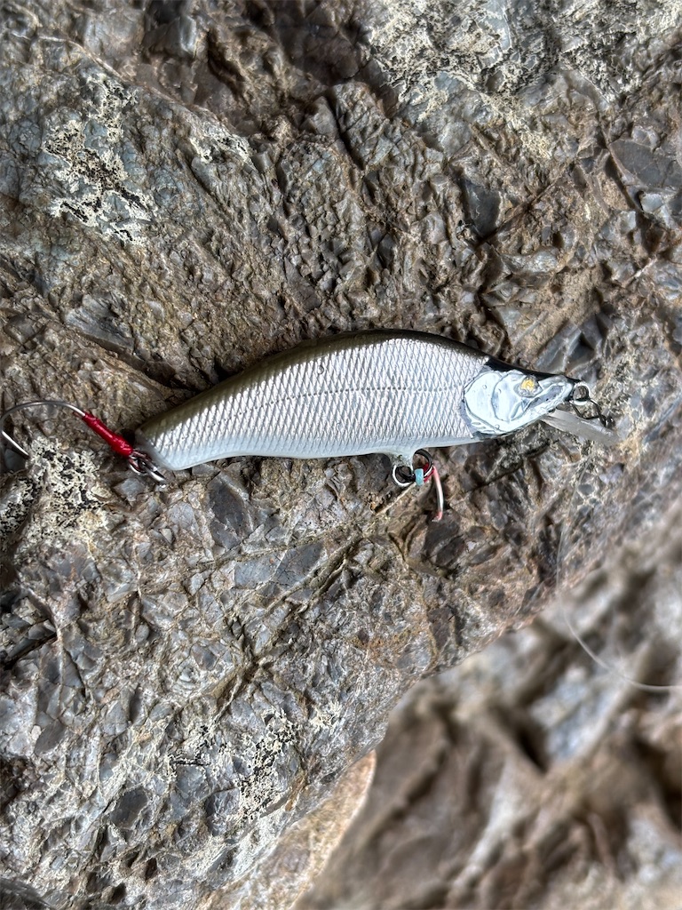 f:id:pirokitan:20250203064608j:image