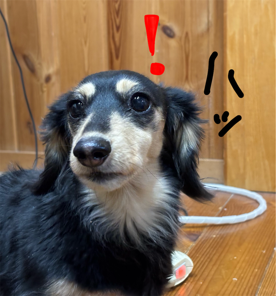 f:id:pirokitan:20250220231853p:image