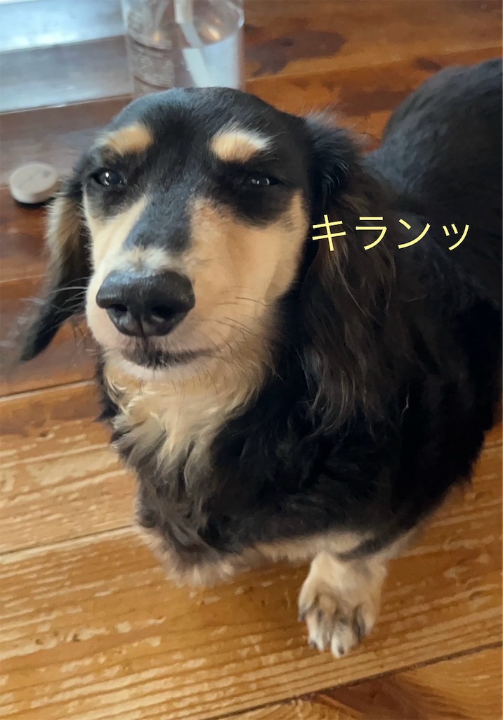 f:id:pirokitan:20250227084949j:image