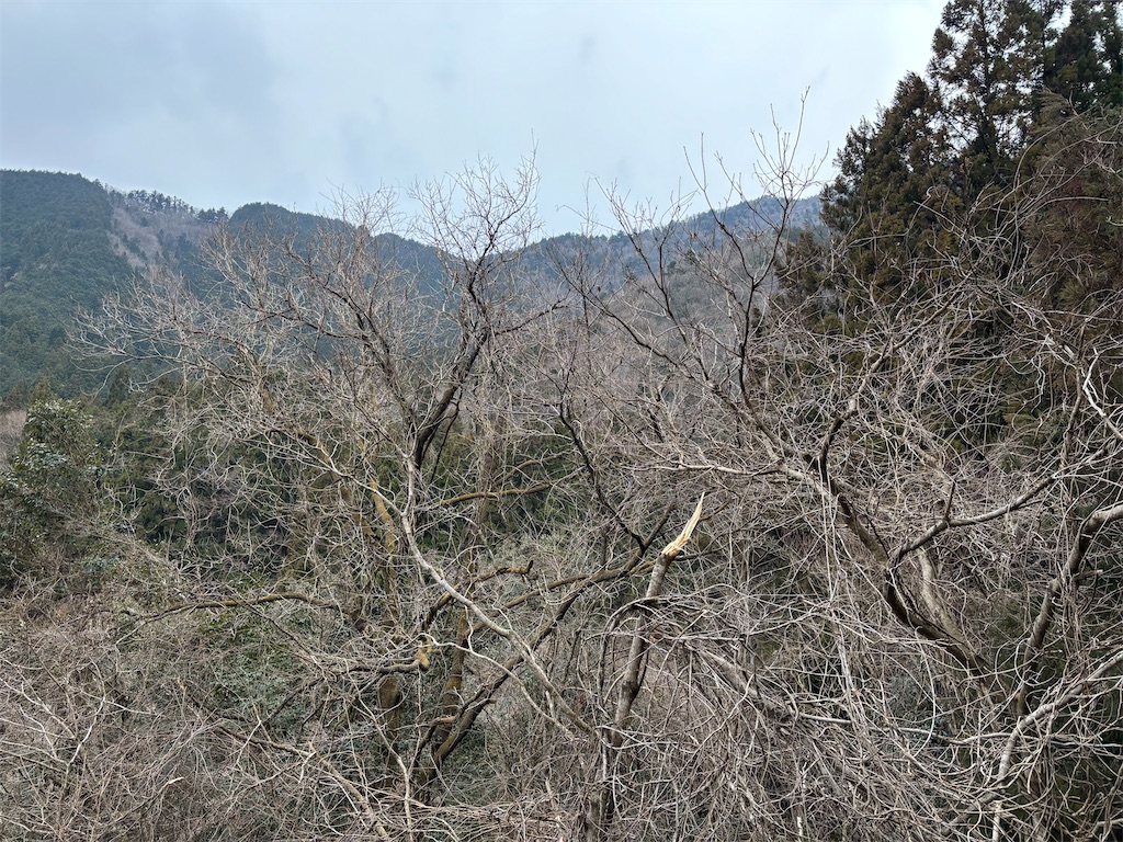 f:id:pirokitan:20250310100046j:image