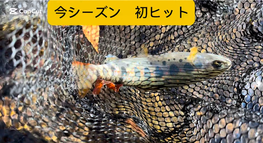 f:id:pirokitan:20250310154923j:image