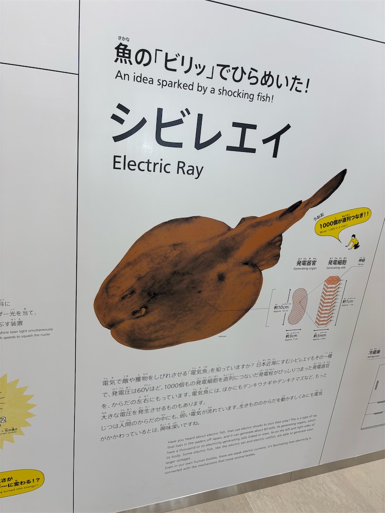 f:id:pirokitan:20250629085911j:image