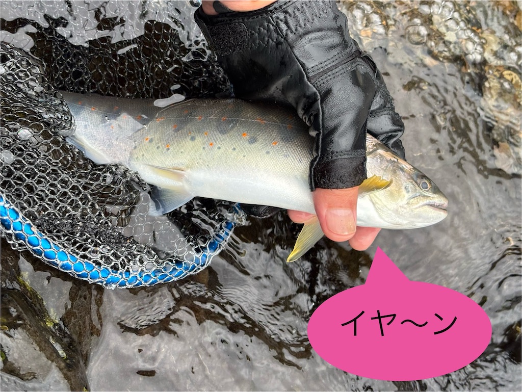 f:id:pirokitan:20250730062406j:image