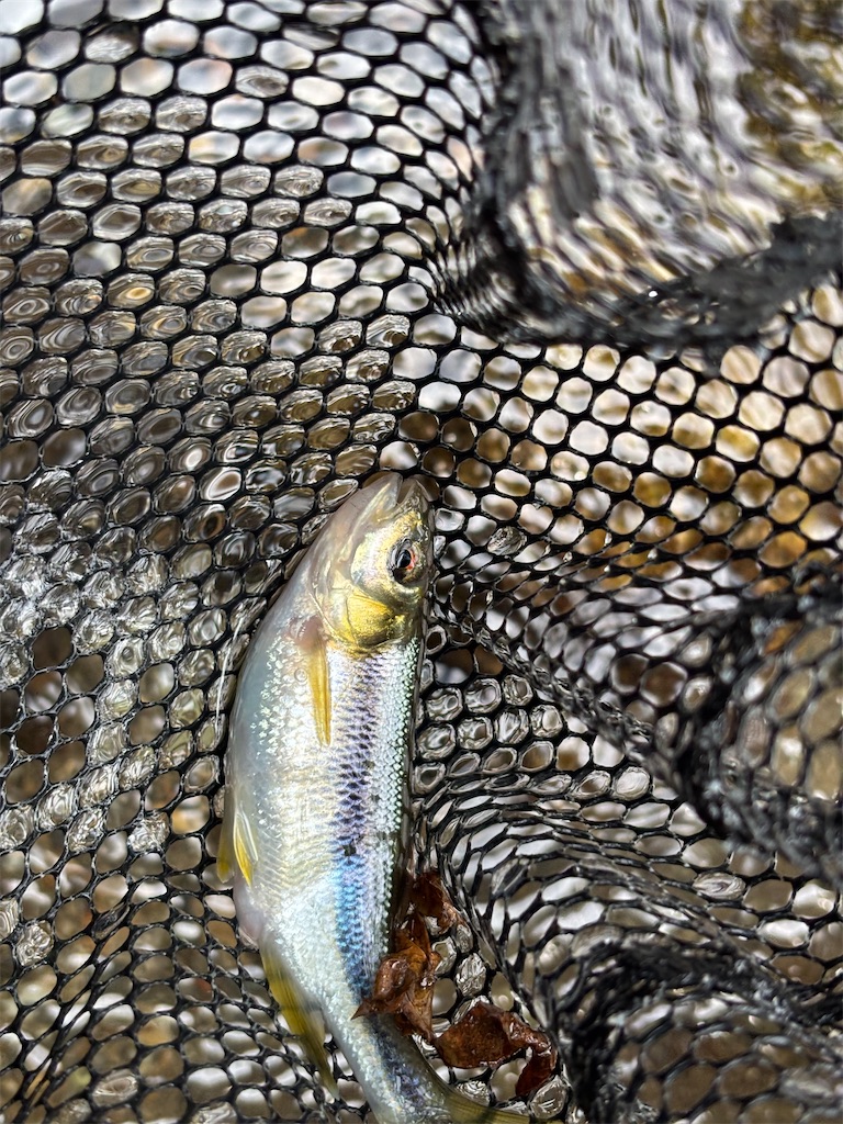 f:id:pirokitan:20250807065348j:image