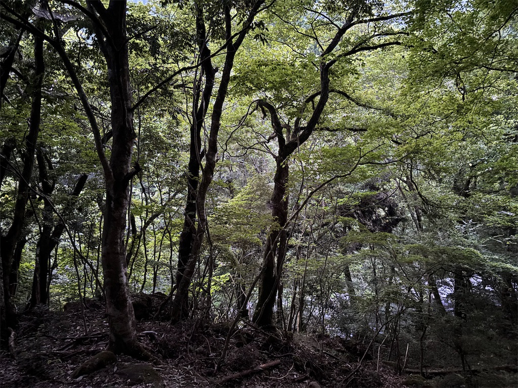 f:id:pirokitan:20250808183228j:image