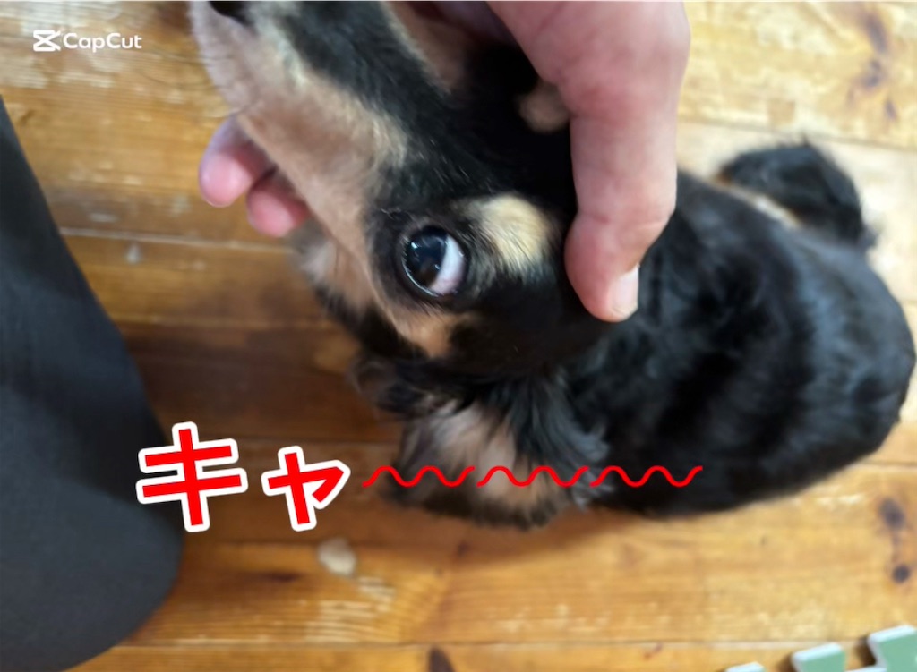f:id:pirokitan:20250814070004j:image f:id:pirokitan:20250814070004j:image