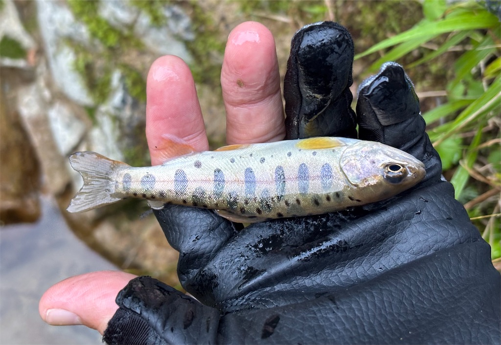 f:id:pirokitan:20250831071340j:image