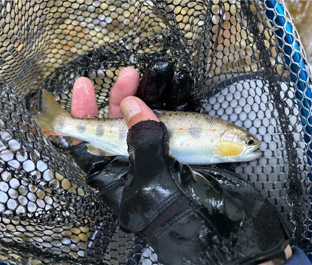 f:id:pirokitan:20250831071356j:image