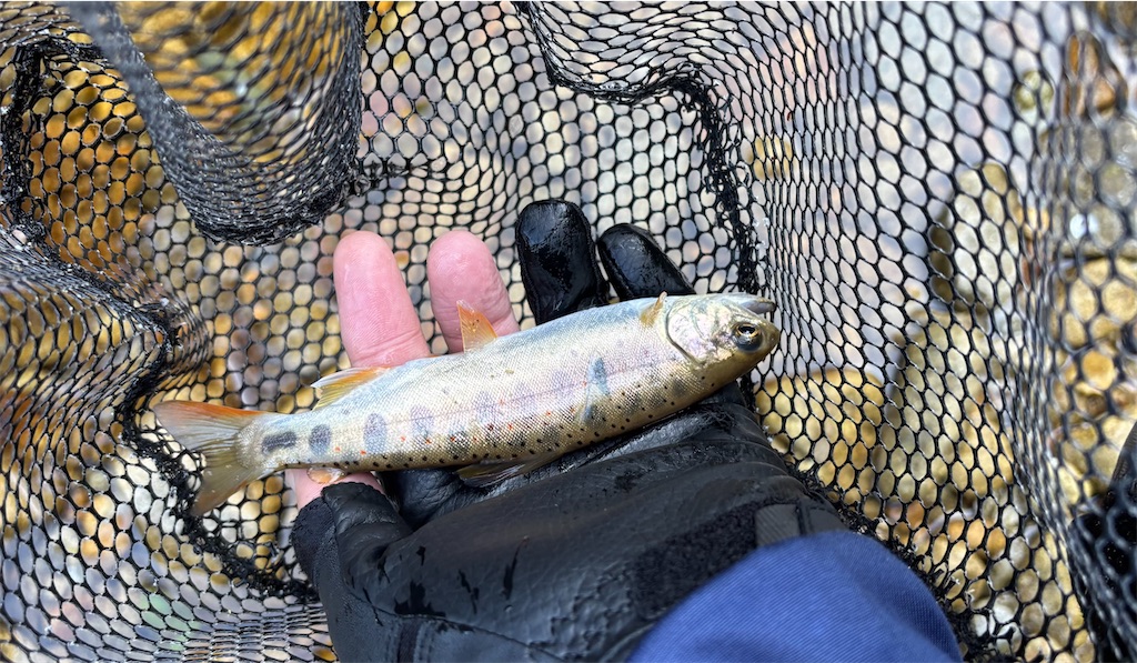 f:id:pirokitan:20250831071414j:image