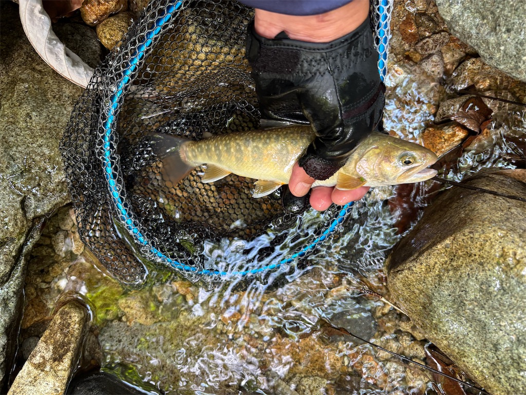 f:id:pirokitan:20250831072103j:image