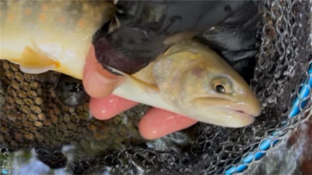 f:id:pirokitan:20250903064713j:image