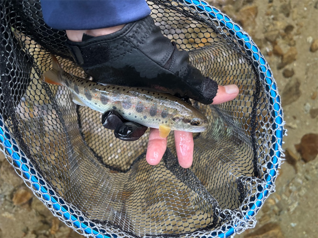 f:id:pirokitan:20250909192906j:image