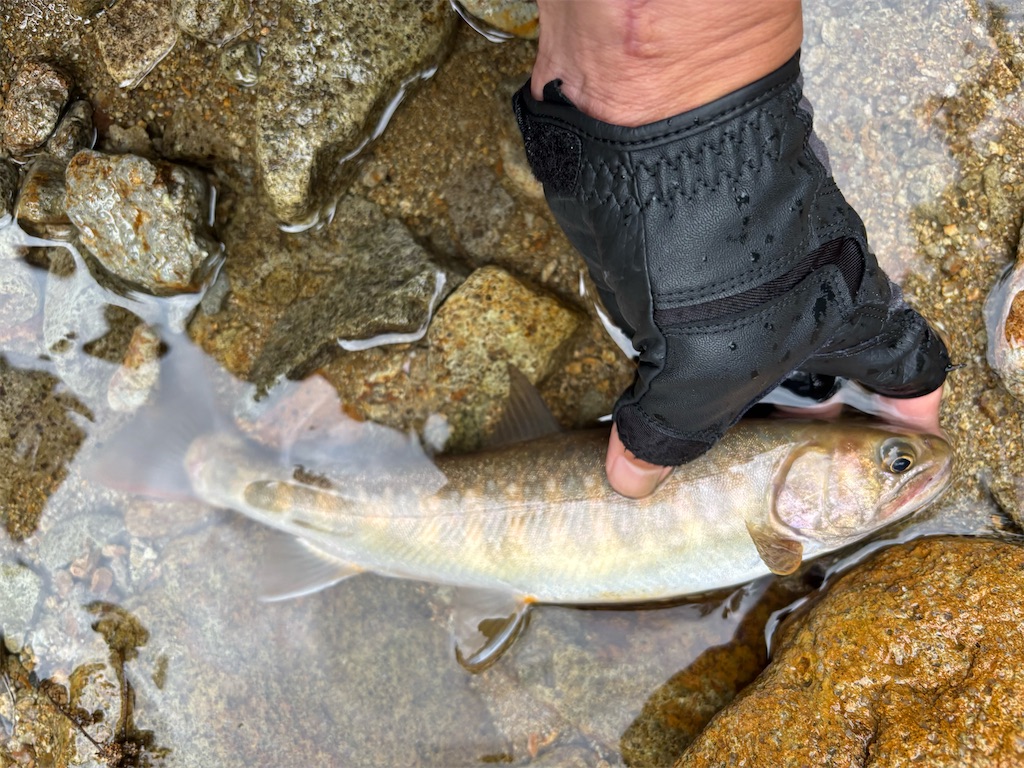 f:id:pirokitan:20250909202056j:image