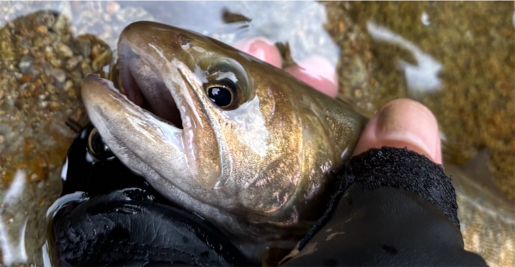 f:id:pirokitan:20250909213414j:image