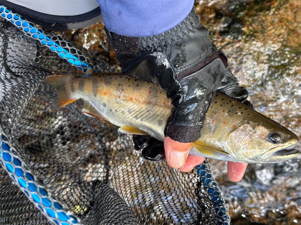 f:id:pirokitan:20250909215701j:image