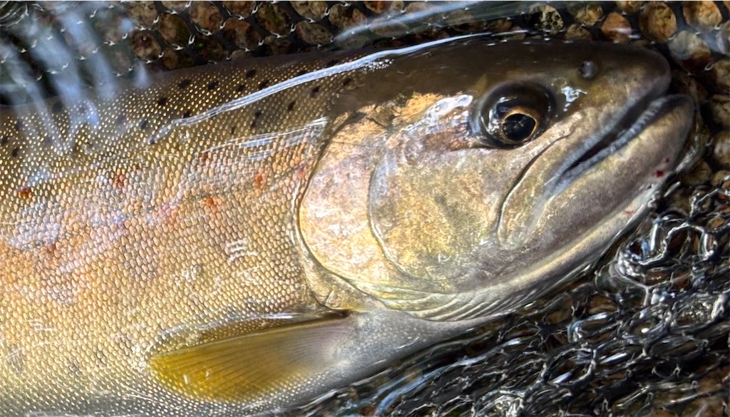 f:id:pirokitan:20250909215913j:image