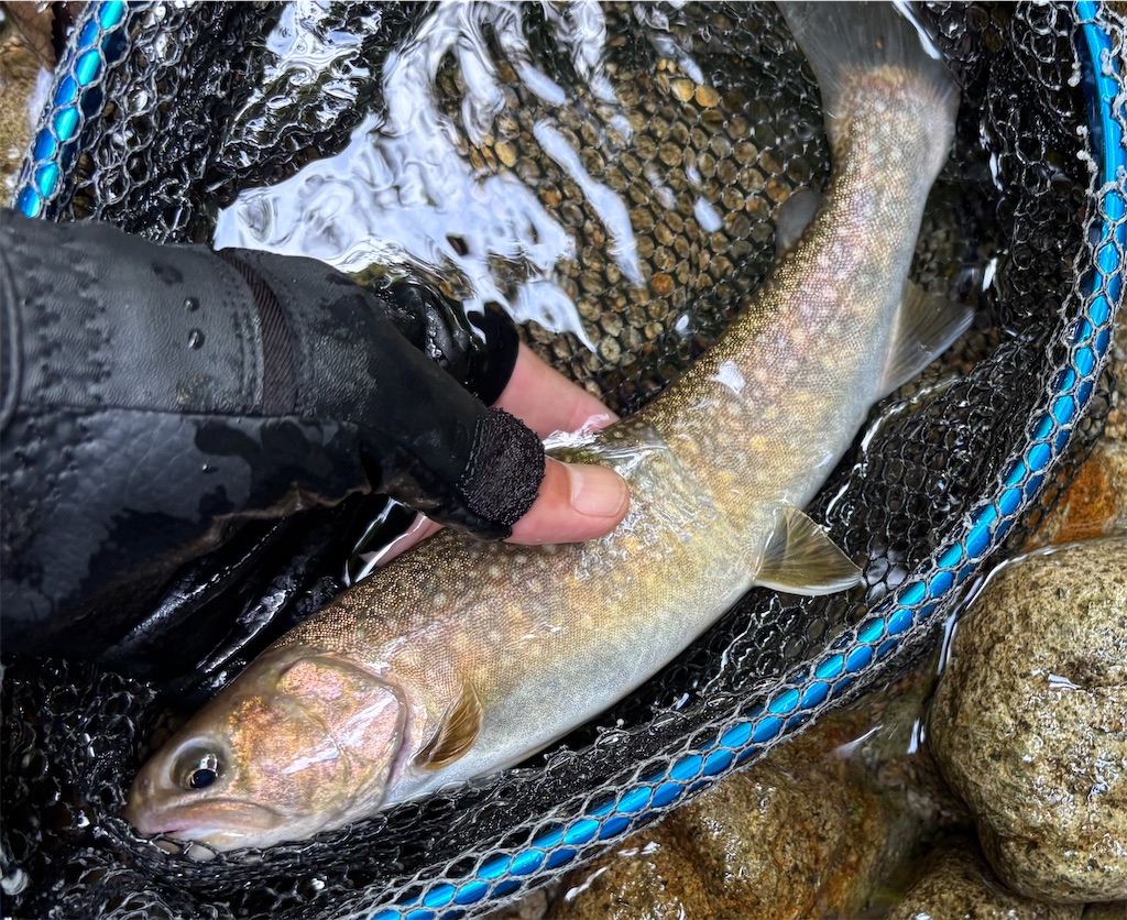 f:id:pirokitan:20250909220041j:image