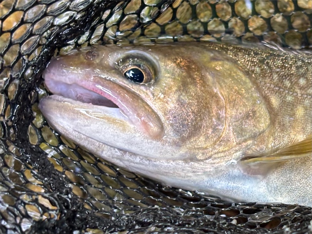 f:id:pirokitan:20250909220054j:image